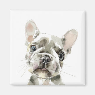 Imã Pierre, cachorrinho francês Bulldog