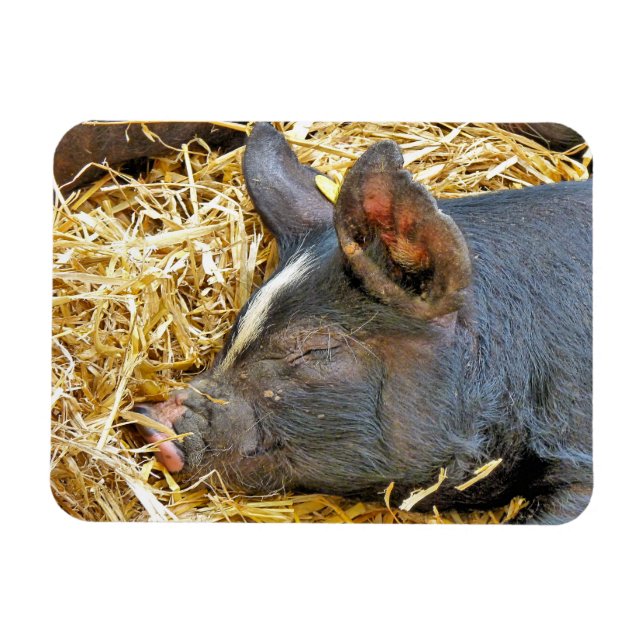 ÍMÃ PIG CUTO (Horizontal)