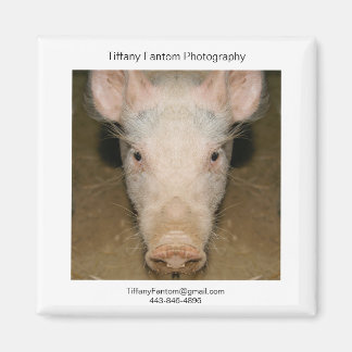 Imã Pig Promo Piece