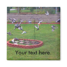 Pigegões que Arvoram Landing Pássaros