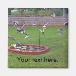 Imã Pigegões que Arvoram Landing Pássaros