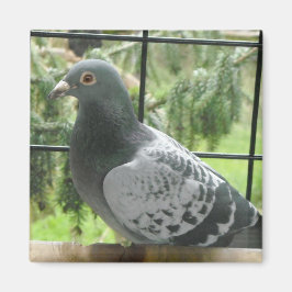 Imã Pigeon Perfeito