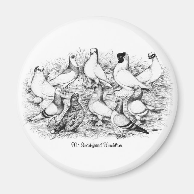 Imã Pigeons de Tumbler de faces curtas (Frente)