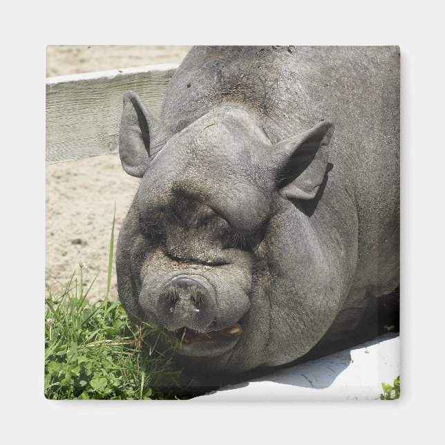 Imã Piggy Gordo | Superfície agrícola (Frente)