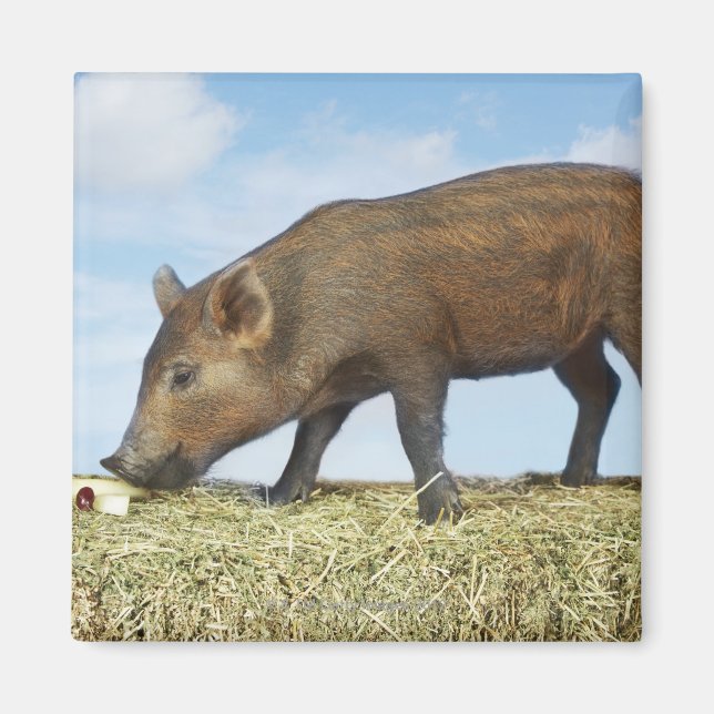 Imã Piglet Eating (Frente)