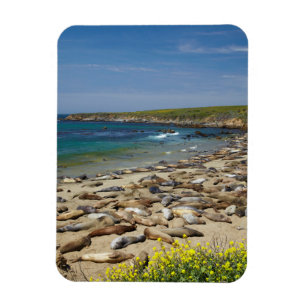 Ímã Pilha de selos de elefante