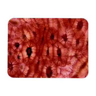 Ímã Pilhas de Sclerenchyma de um poço da cereja