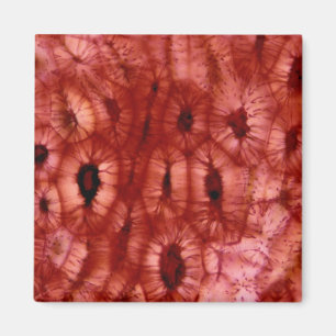 Imã Pilhas de Sclerenchyma de um poço da cereja