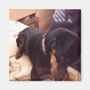 Imã Pin parvo do minuto