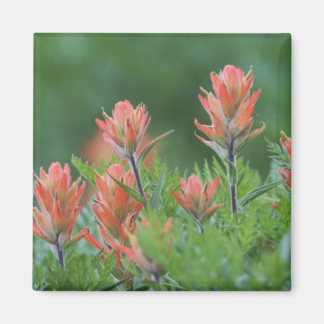 Imã Pincel da Índia, Castilleja miniata, Ouray, (Frente)