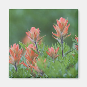 Imã Pincel indiano, Castilleja miniata, Ouray,