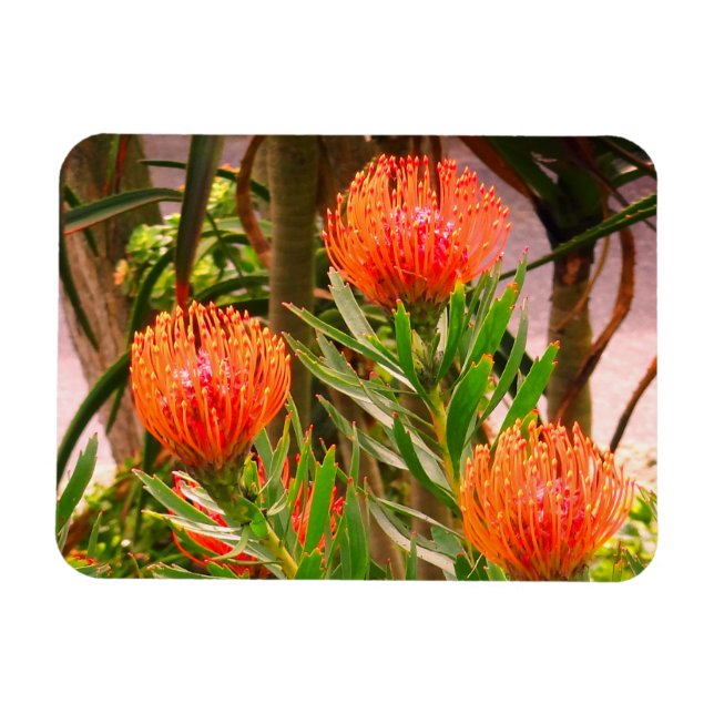 Ímã Pincushion Tango #1 Magnet (Horizontal)