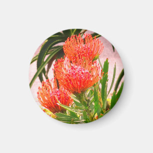 Imã Pincushion Tango #1 Magnet