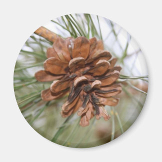 Imã Pine Cone