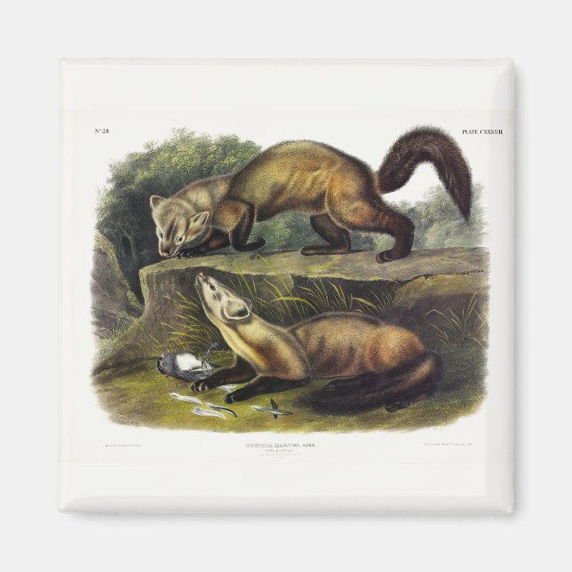 Imã Pine Marten (Mustela Martes) - Marten Americano (Frente)