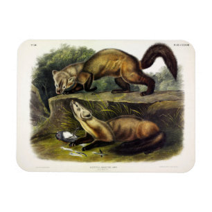 Ímã Pine Marten (Mustela Martes) - Marten Americano