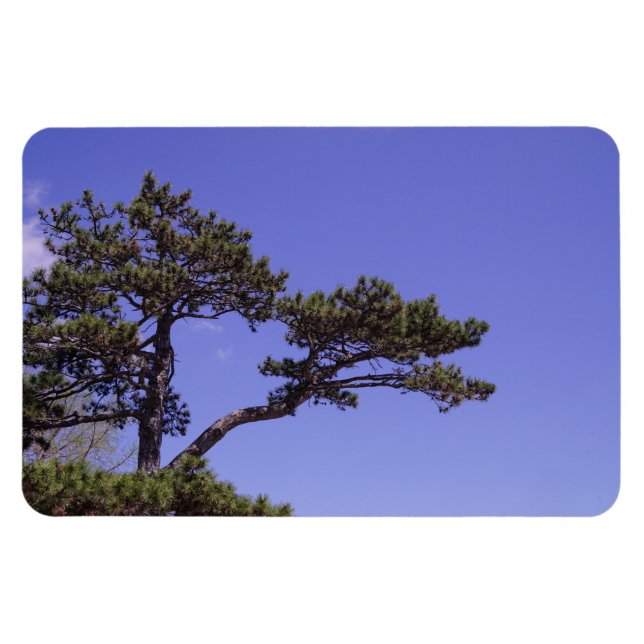 Ímã Pine Tree (Horizontal)