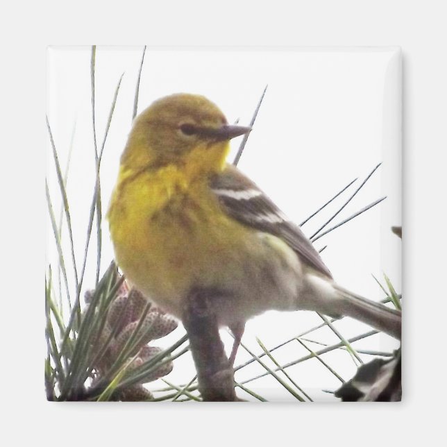 Imã Pine Warbler Magnet (Frente)