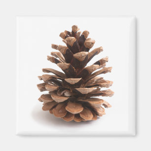 Imã Pinecona