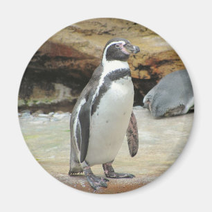 Imã Pinguim