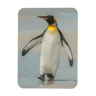 Ímã Pinguim andando na praia