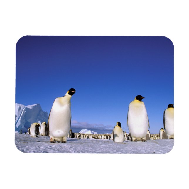 Ímã Pinguim | Antártida, Península Antártica (Horizontal)