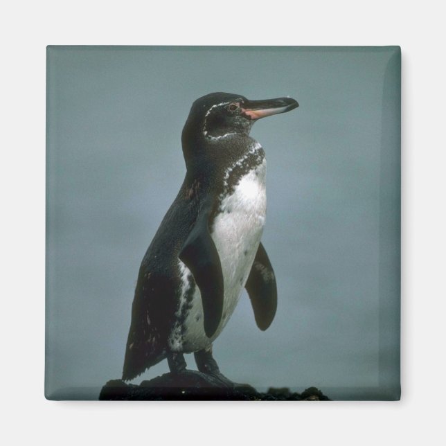 Imã Pinguim De Galápagos Na Rocha De Lava (Frente)