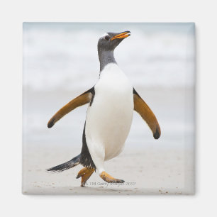 Imã Pinguim de Gentoo