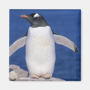 Imã Pinguim-de-gentoo Pygoscelis papua) Porto