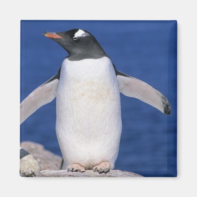 Imã Pinguim-de-gentoo Pygoscelis papua) Porto (Frente)