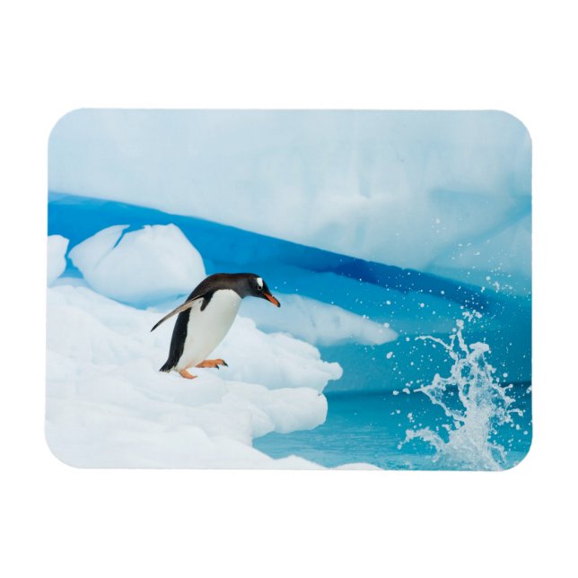 Ímã pinguim-de-gentoo, Pygoscelis Papua, saltando (Horizontal)