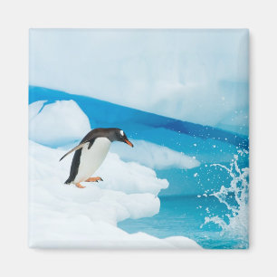 Imã pinguim-de-gentoo, Pygoscelis Papua, saltando