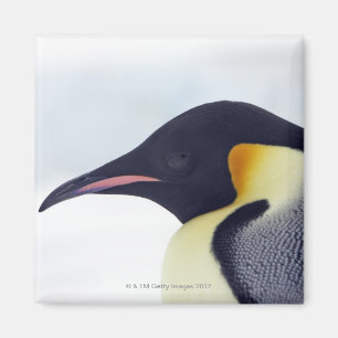 Imã Pinguim de imperador, ilha do monte da neve, mar