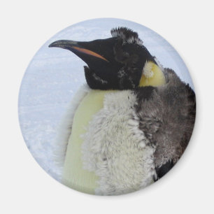 Imã Pinguim de imperador Molting