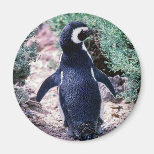 Imã Pinguim-de-magalhães na Península Valdés - Argenti