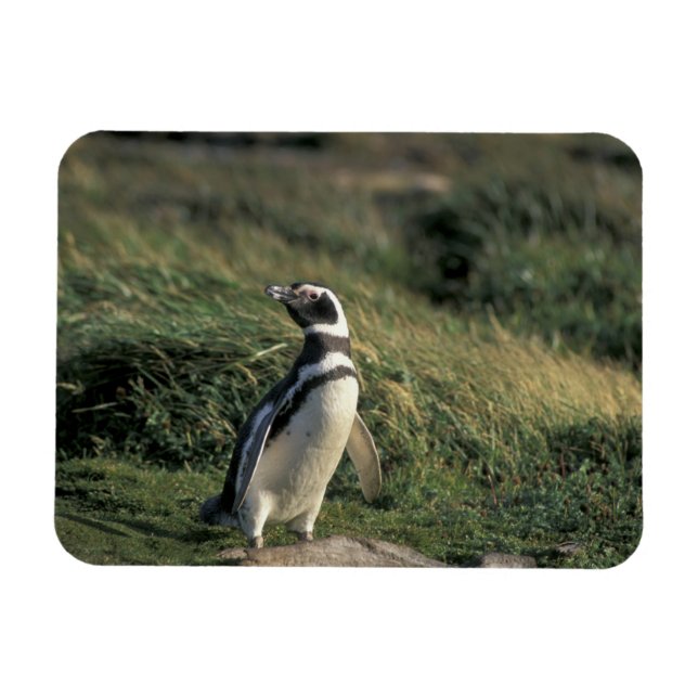 Ímã Pinguim-de-magalhães (Spheniscus magellanicus), (Horizontal)