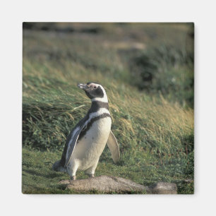 Imã Pinguim-de-magalhães (Spheniscus magellanicus),
