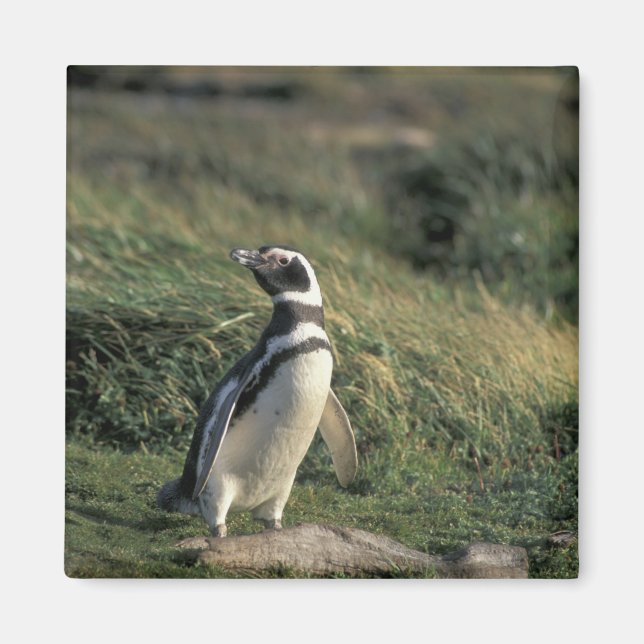 Imã Pinguim-de-magalhães (Spheniscus magellanicus), (Frente)