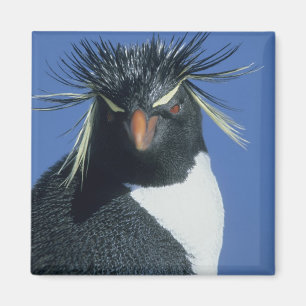 Imã Pinguim-de-rosto-vermelho (Eudyptes chrysocome)
