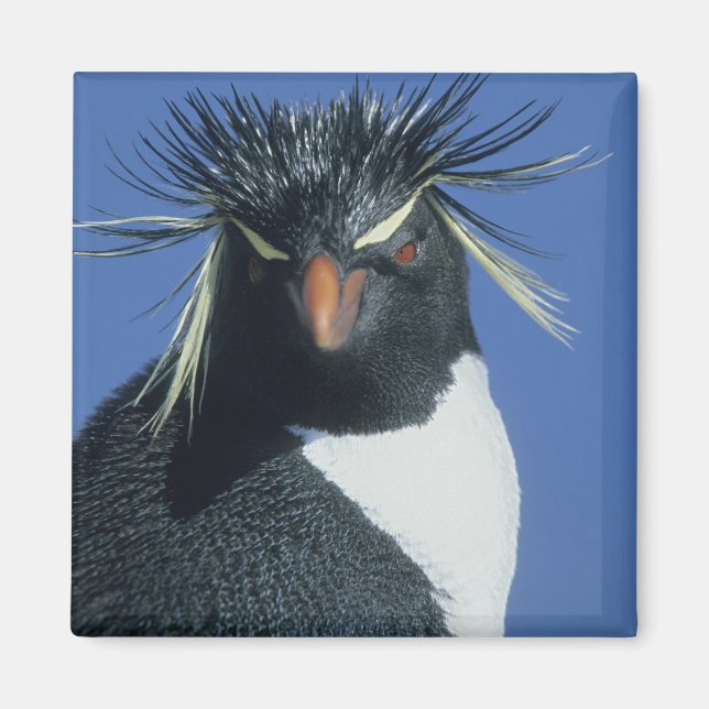 Imã Pinguim-de-rosto-vermelho (Eudyptes chrysocome) (Frente)