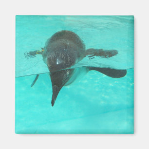 Imã Pinguim Diving
