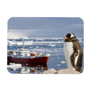 Ímã Pinguim-gentoo