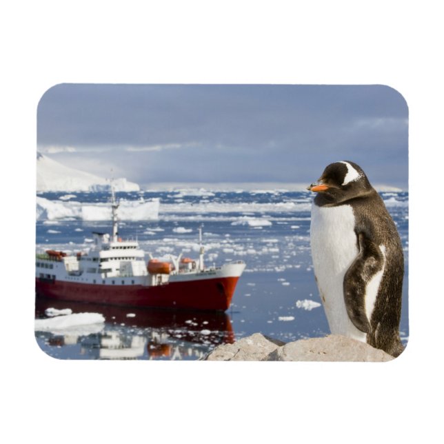 Ímã Pinguim-gentoo (Horizontal)