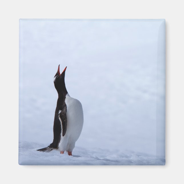 Imã Pinguim Gentoo (Frente)