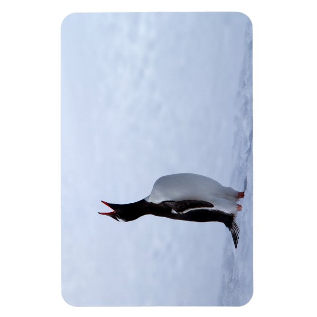 Ímã Pinguim Gentoo (Vertical)