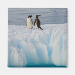 Imã pingüim-gentoo, Pygoscelis Papua, no gelo glacial