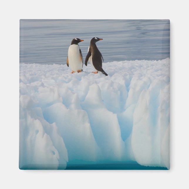 Imã pingüim-gentoo, Pygoscelis Papua, no gelo glacial (Frente)
