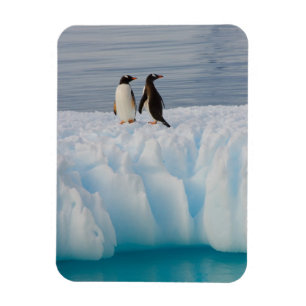 Ímã pingüim-gentoo, Pygoscelis Papua, no gelo glacial