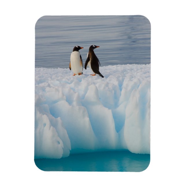 Ímã pingüim-gentoo, Pygoscelis Papua, no gelo glacial (Vertical)
