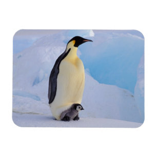 Ímã Pinguim-imperador Aptenodytes